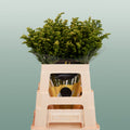 Solidago Carzan Glory (25 Stems)