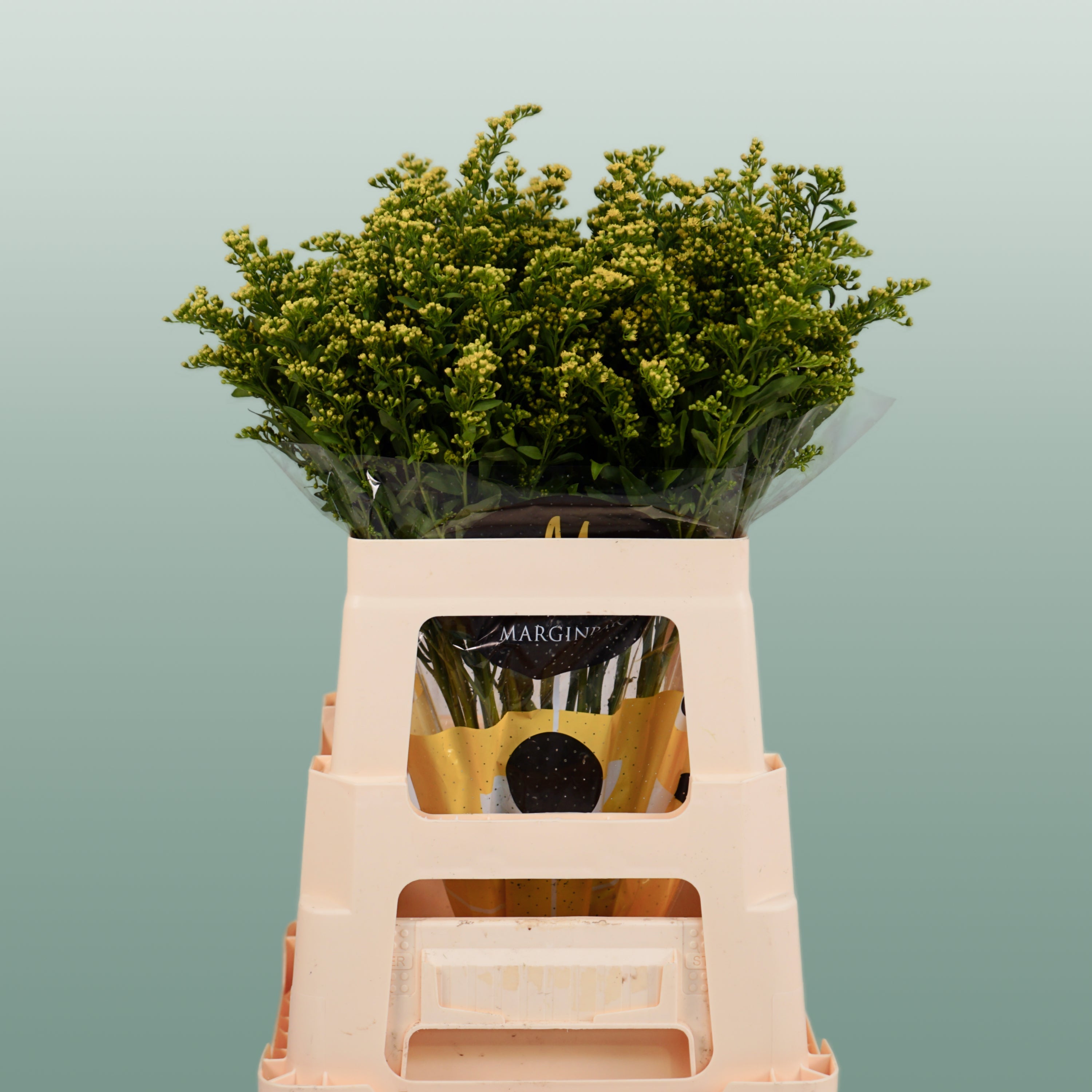 Solidago Carzan Glory (25 Stems)