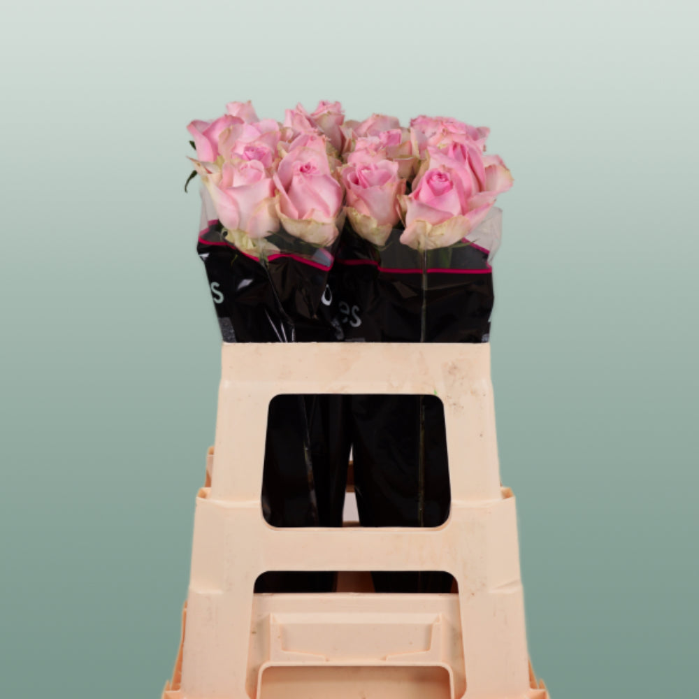 Rose Avalanche Sorbet (20 Stems)
