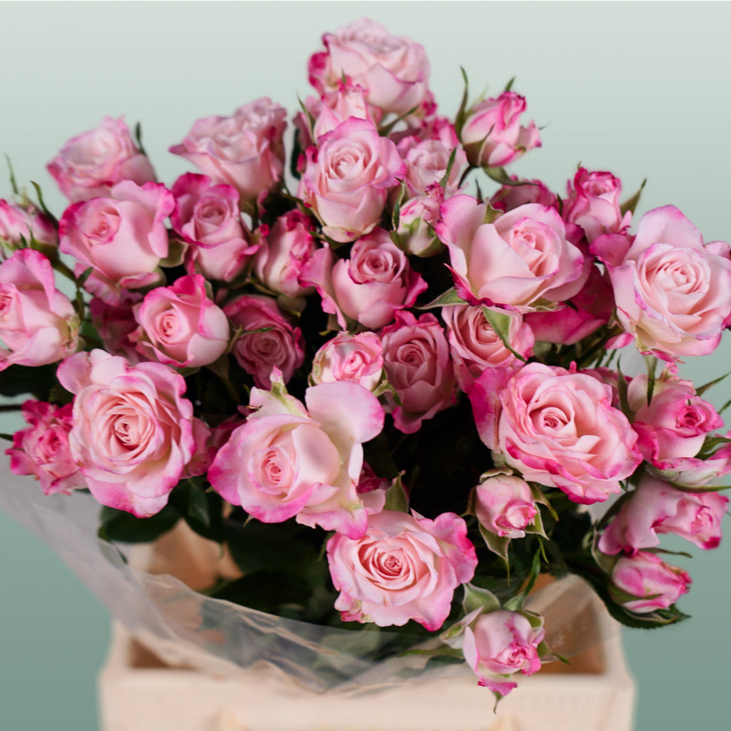 Spray Rose Speaking Blossoms