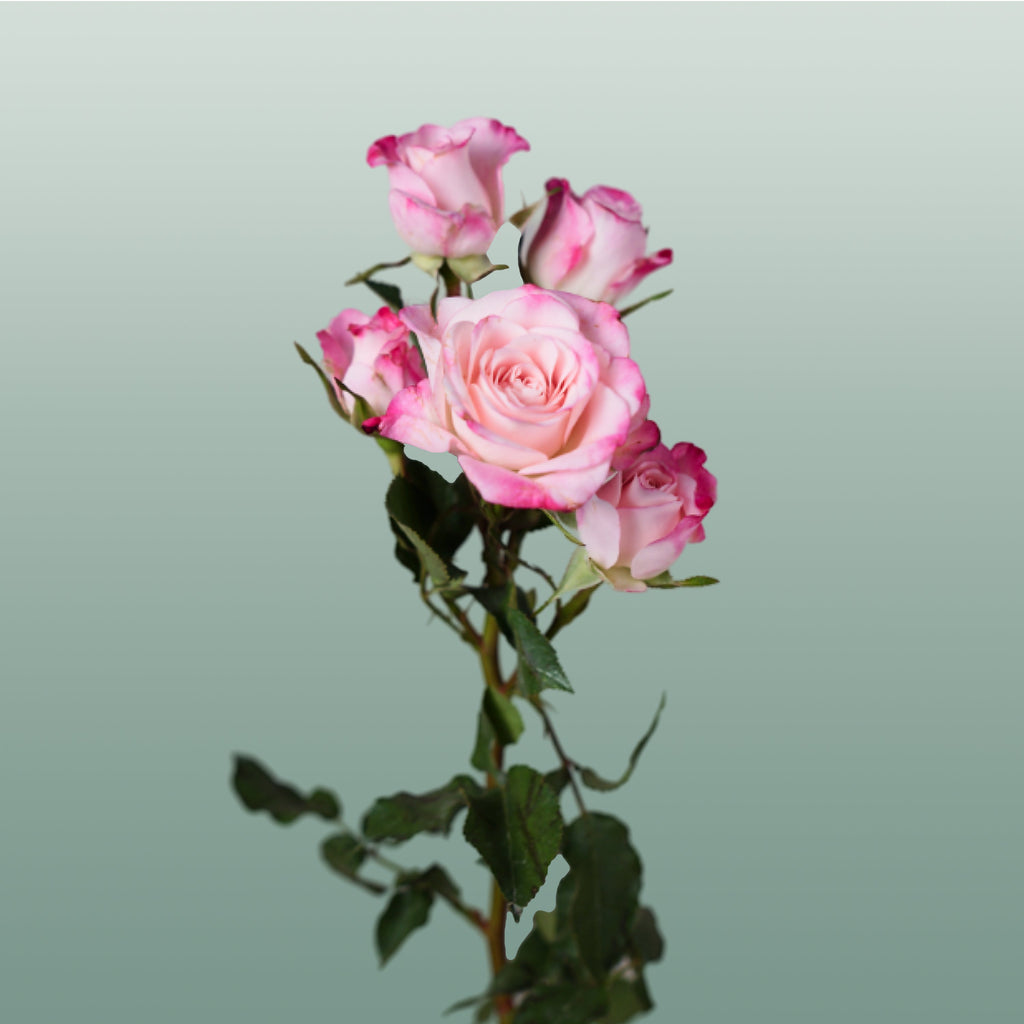 Spray Rose Speaking Blossoms