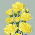 Carnation Spray Ceasar (20 Stems)