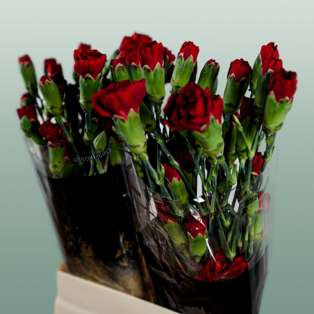Carnation Spray Chateau (20 Stems)