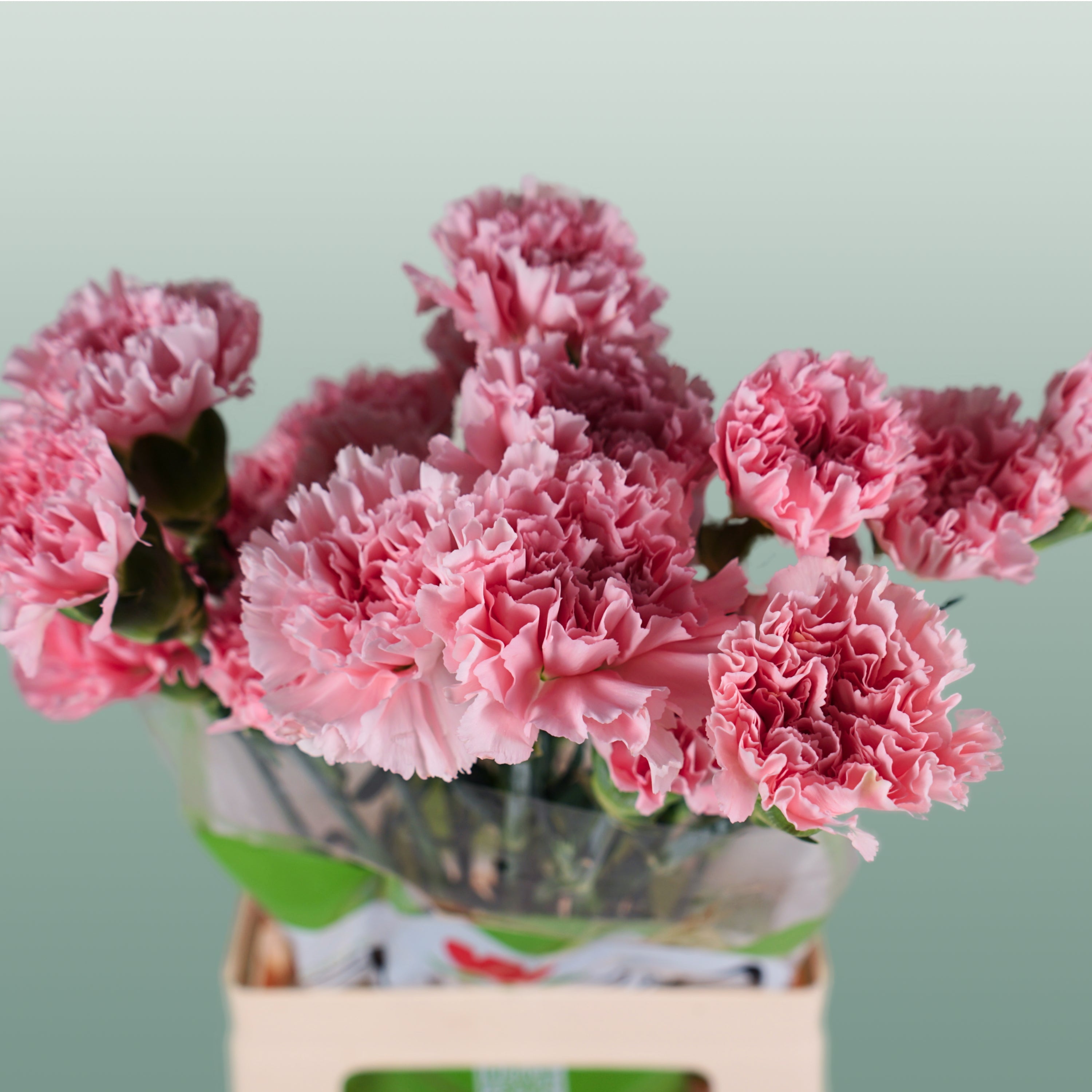 Carnation Standard Doncel (20 Stems)