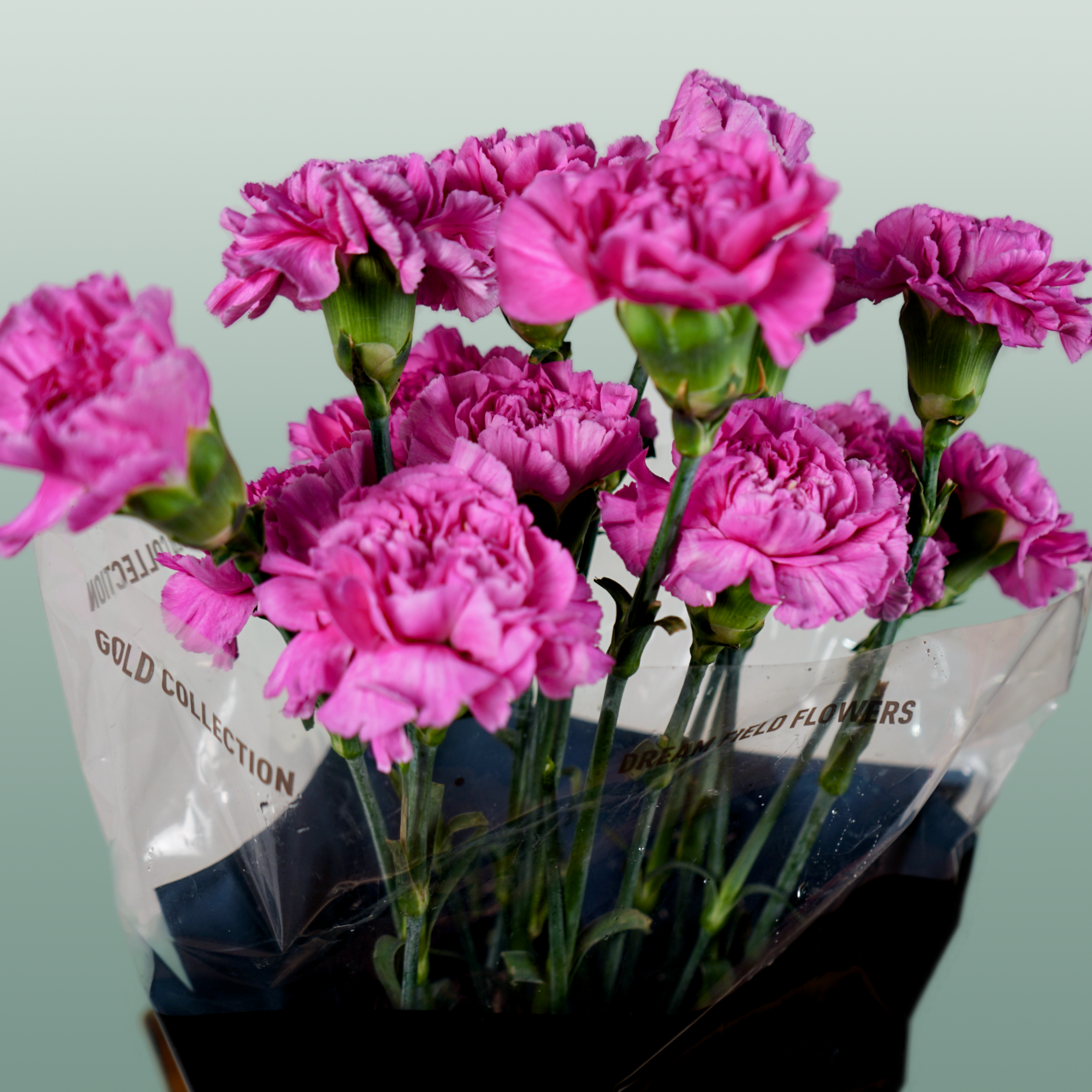 Carnation Standard Farida (20 Stems)