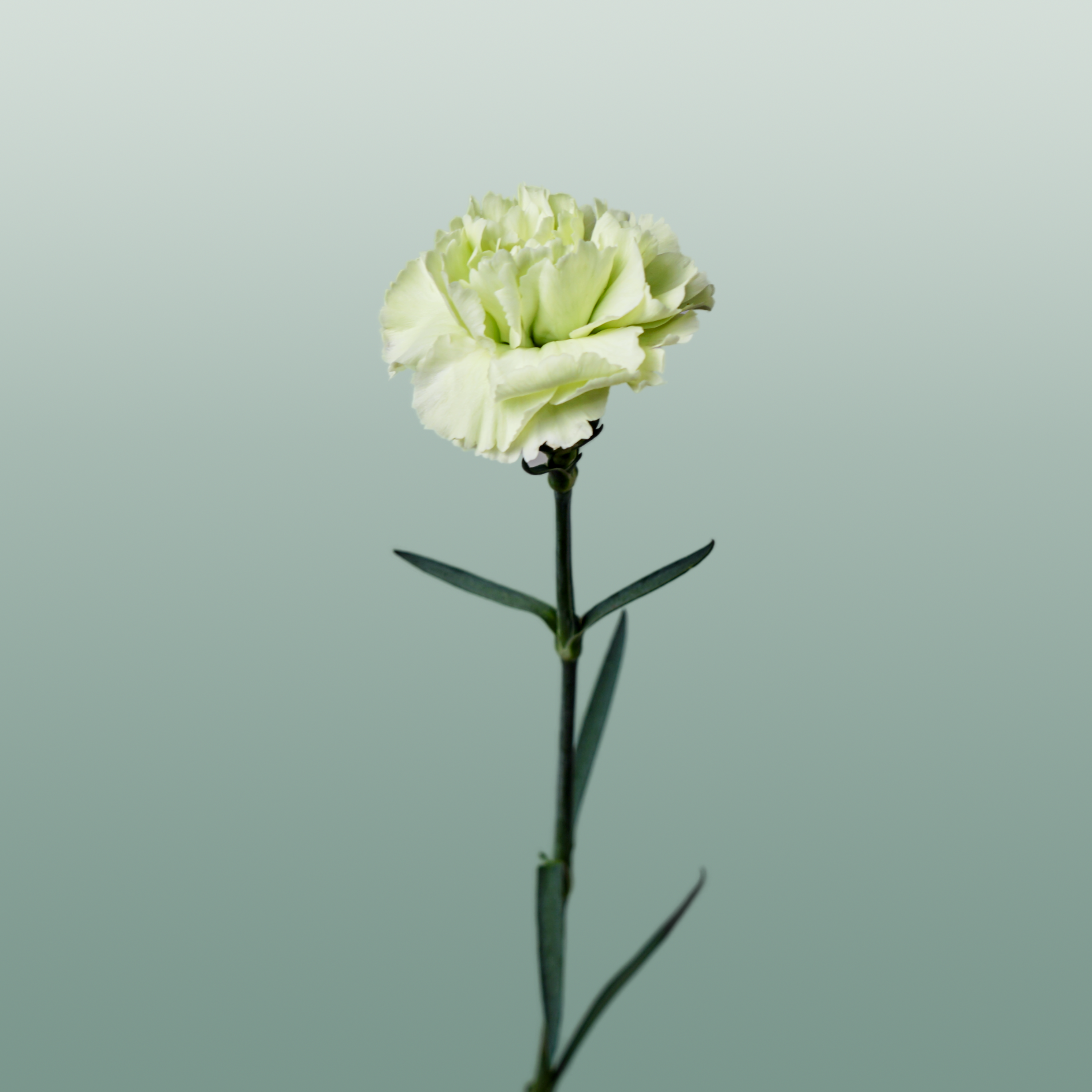 Carnation Standard Goblin