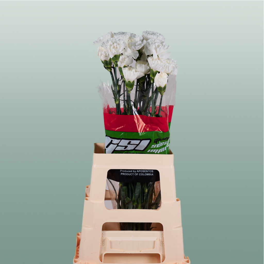 Carnation Standard Moonlight (20 Stems)