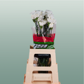 Carnation Standard Moonlight (20 Stems)