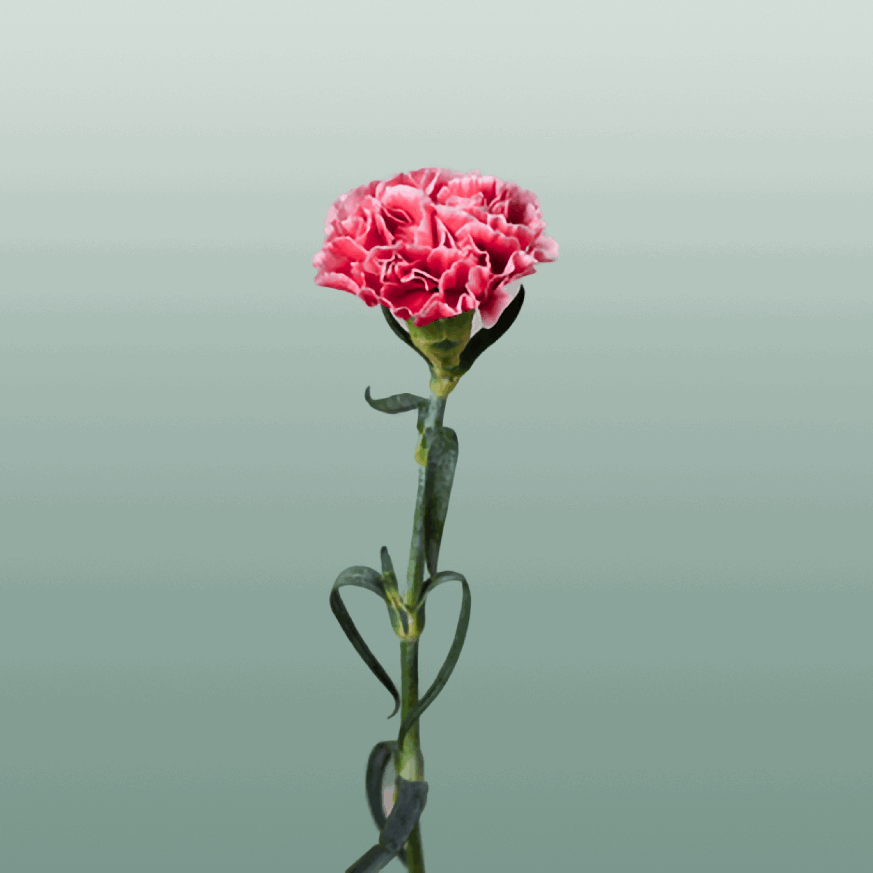 Carnation Standard Cheerio (20 Stems)