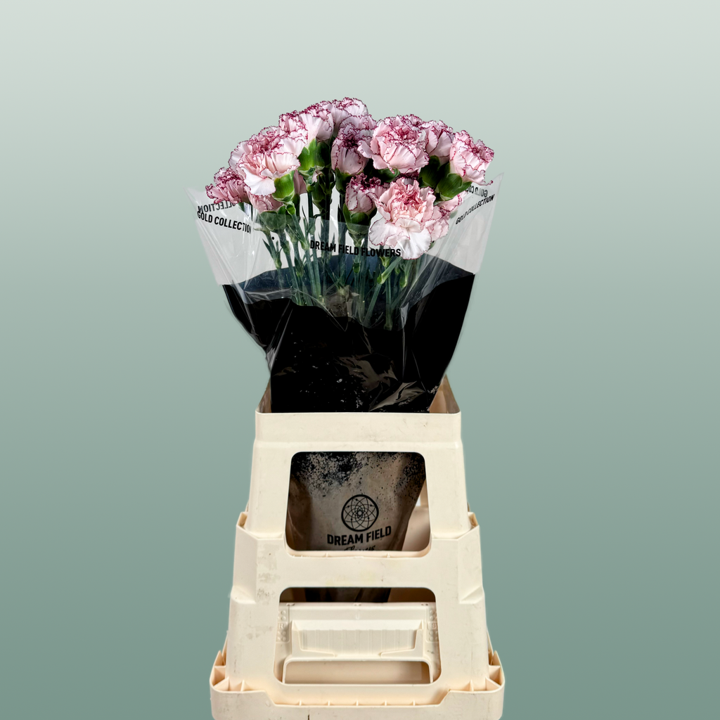 Carnation Standard Mariposa (20 Stems)