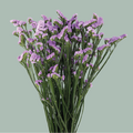 Limonium Statice Donau Birds (25 Stems)