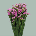 Limonium Statice Fantasia Wings (25 Stems)