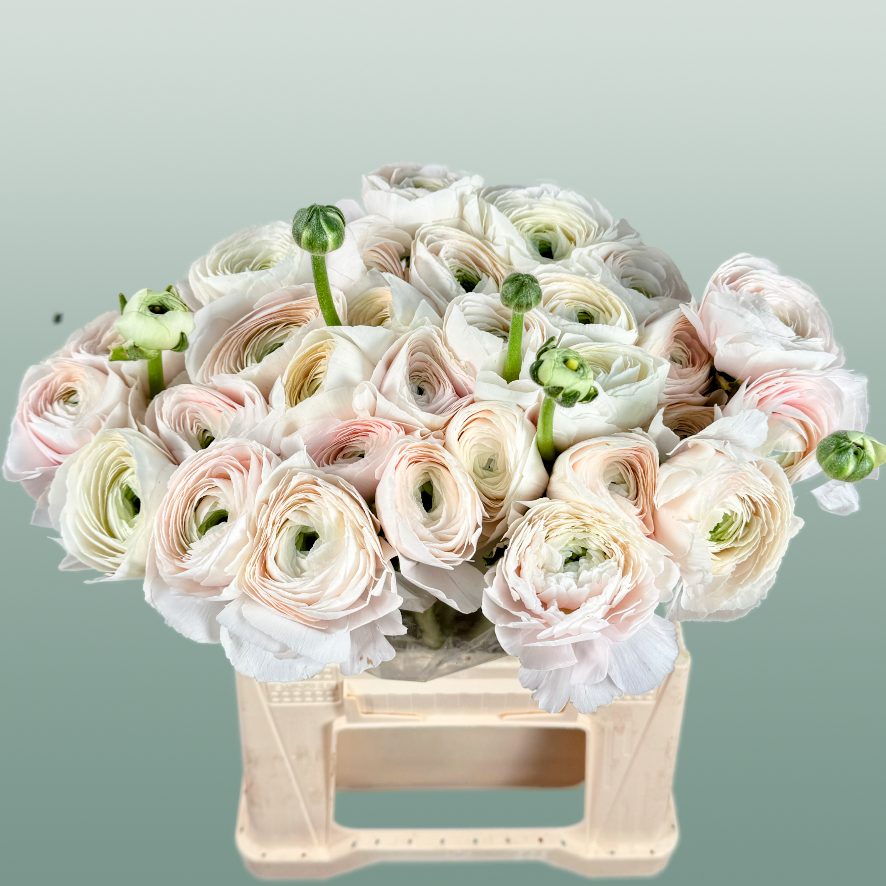 Ranunculus Su Hanoi