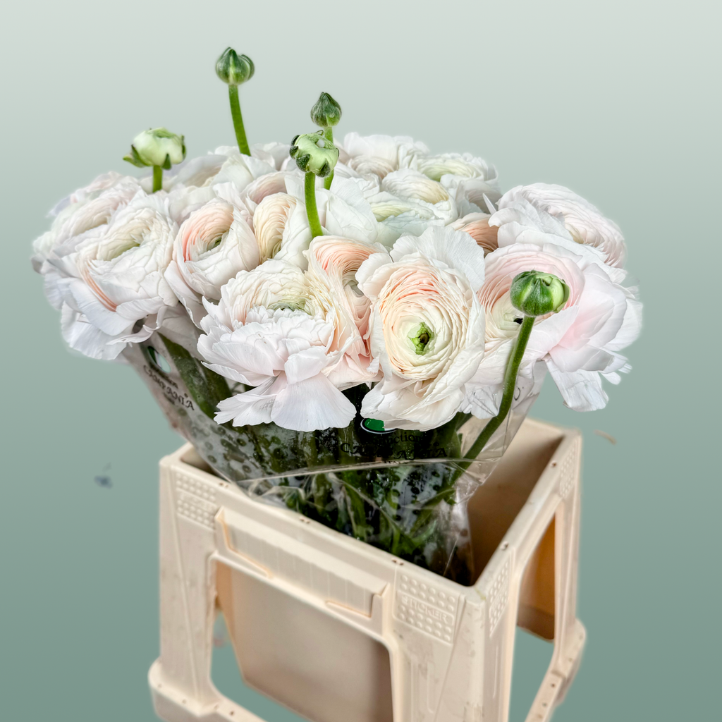 Ranunculus Su Hanoi