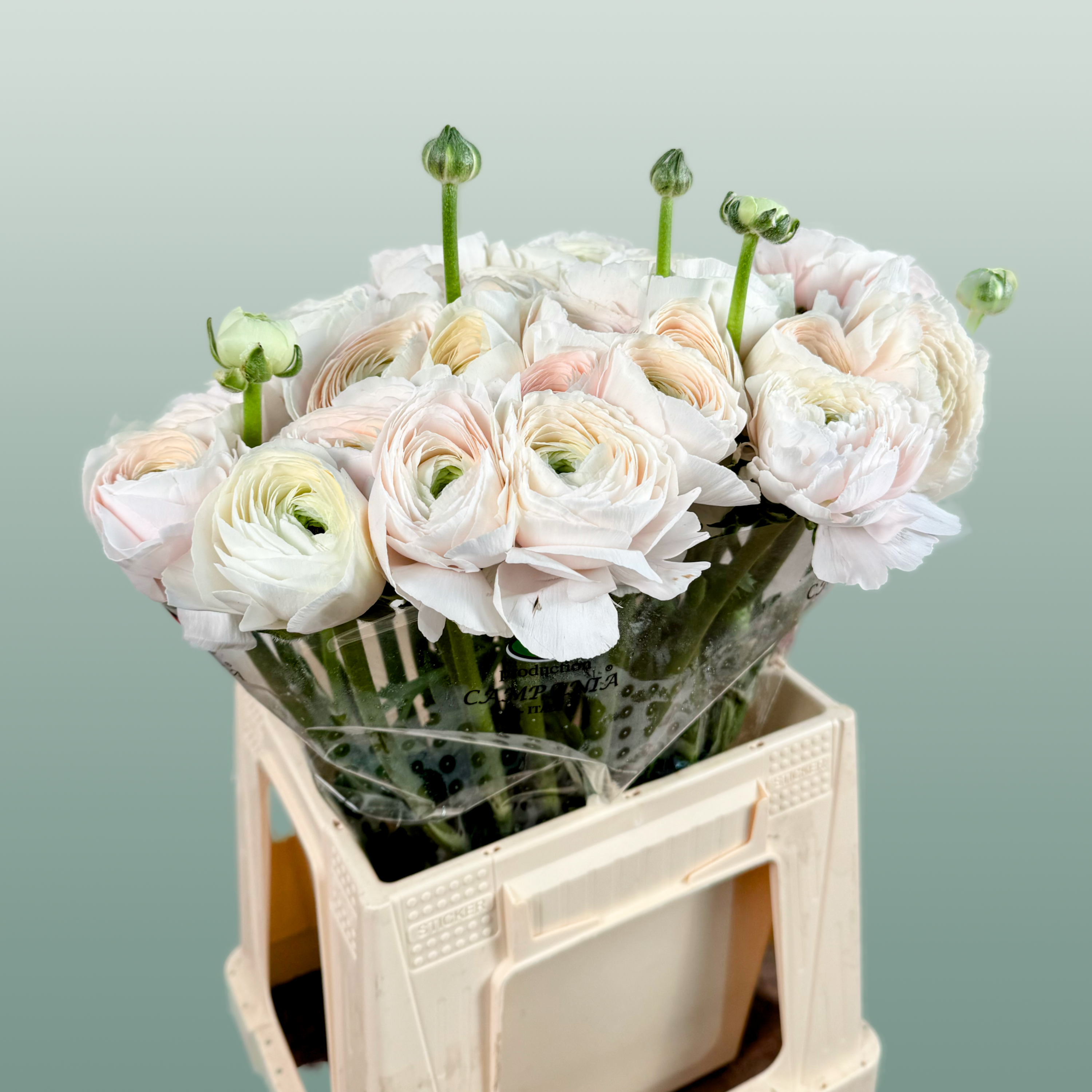Ranunculus Su Hanoi