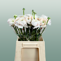 Ranunculus Su Hanoi