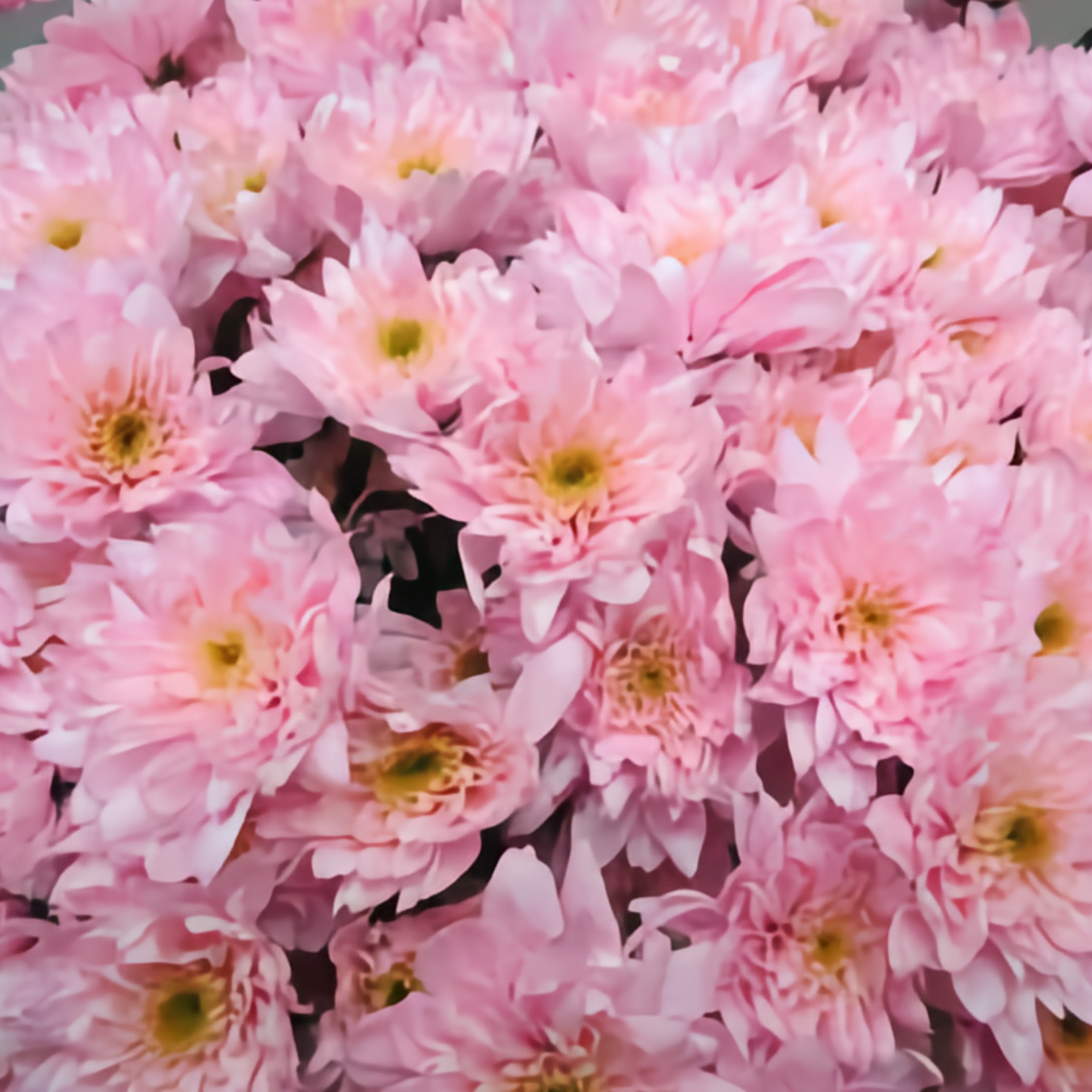 Chrysanthemum Spray Dyed