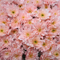 Chrysanthemum Spray Dyed