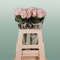 Rose Sweet Avalanch