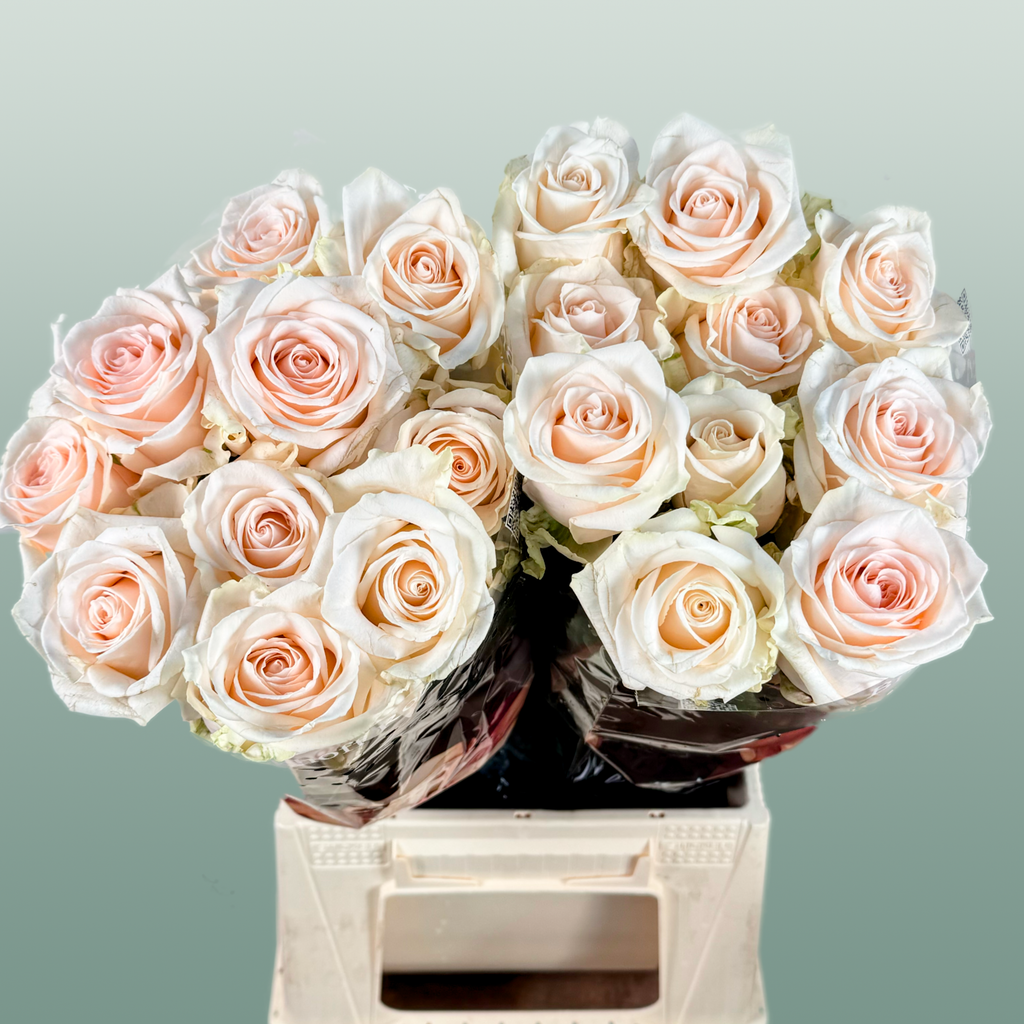 Rose Sweet Caroline