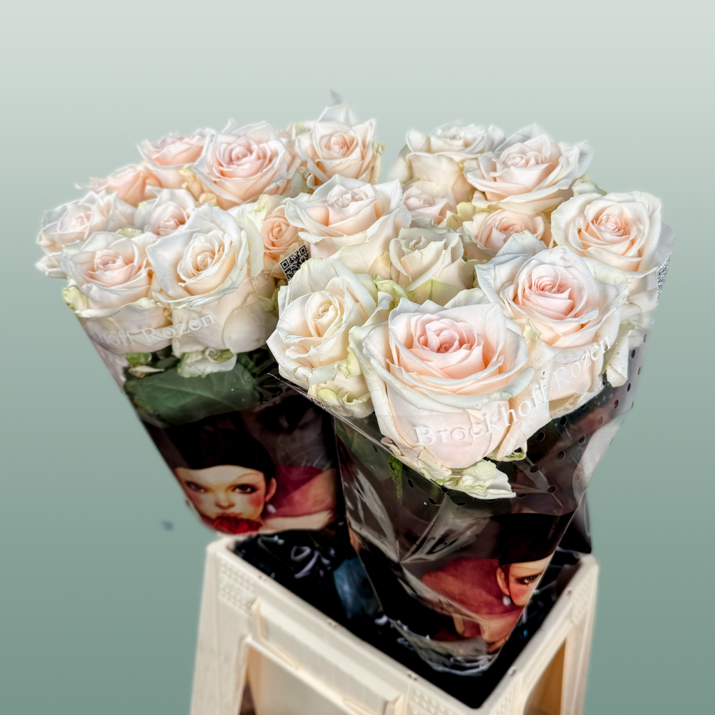 Rose Sweet Caroline