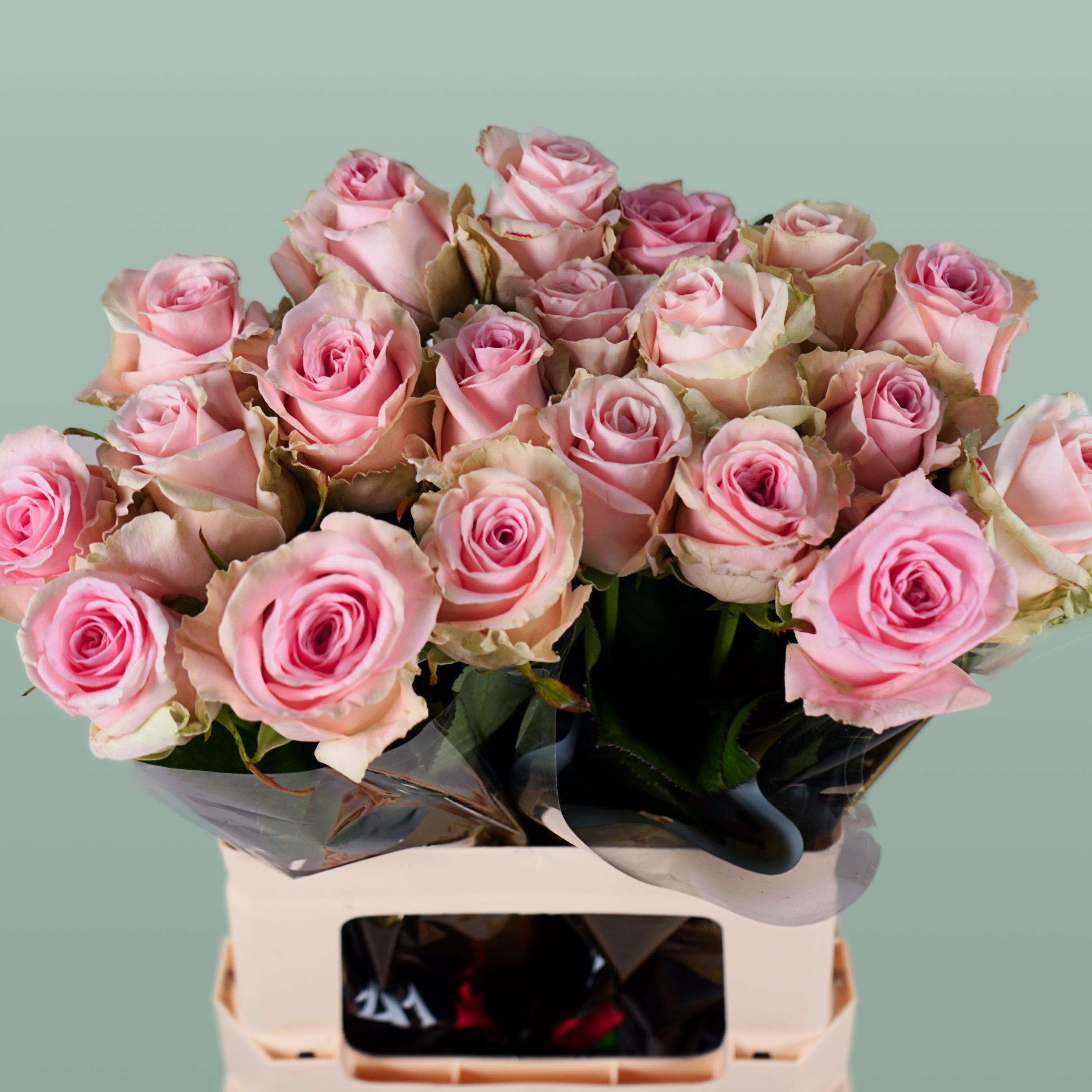 Rose Sweet Dolomiti