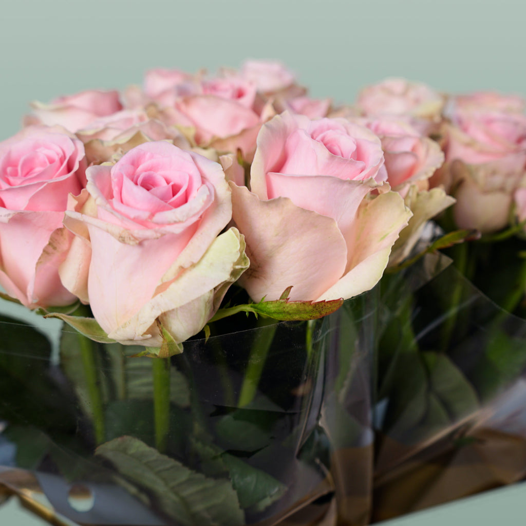 Rose Sweet Dolomiti