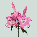 Lily Tabledance (OR) (10 Stems)
