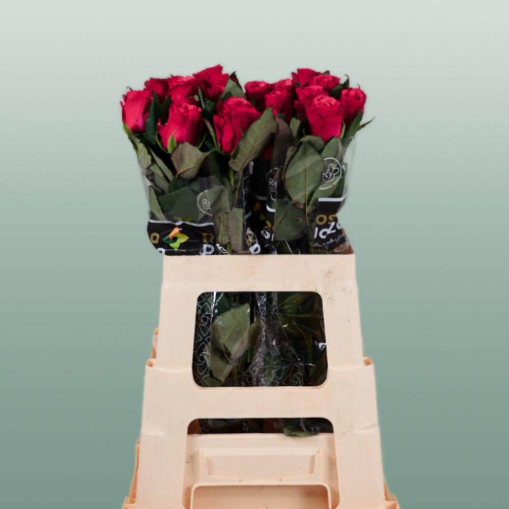 Rose Tacazzi