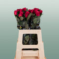 Rose Tacazzi