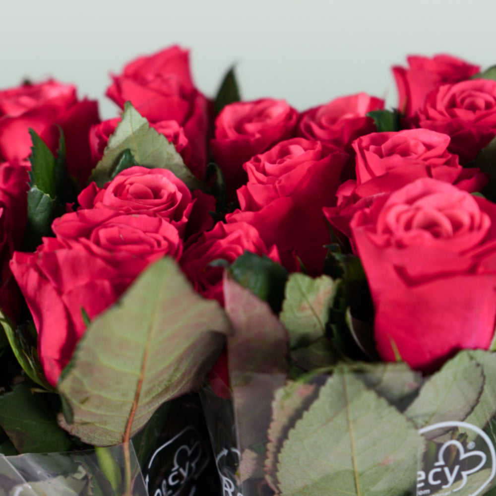 Rose Tacazzi