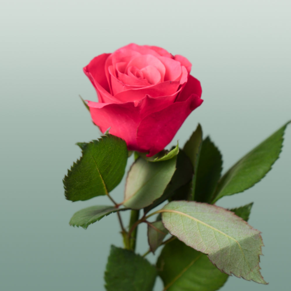 Rose Tacazzi