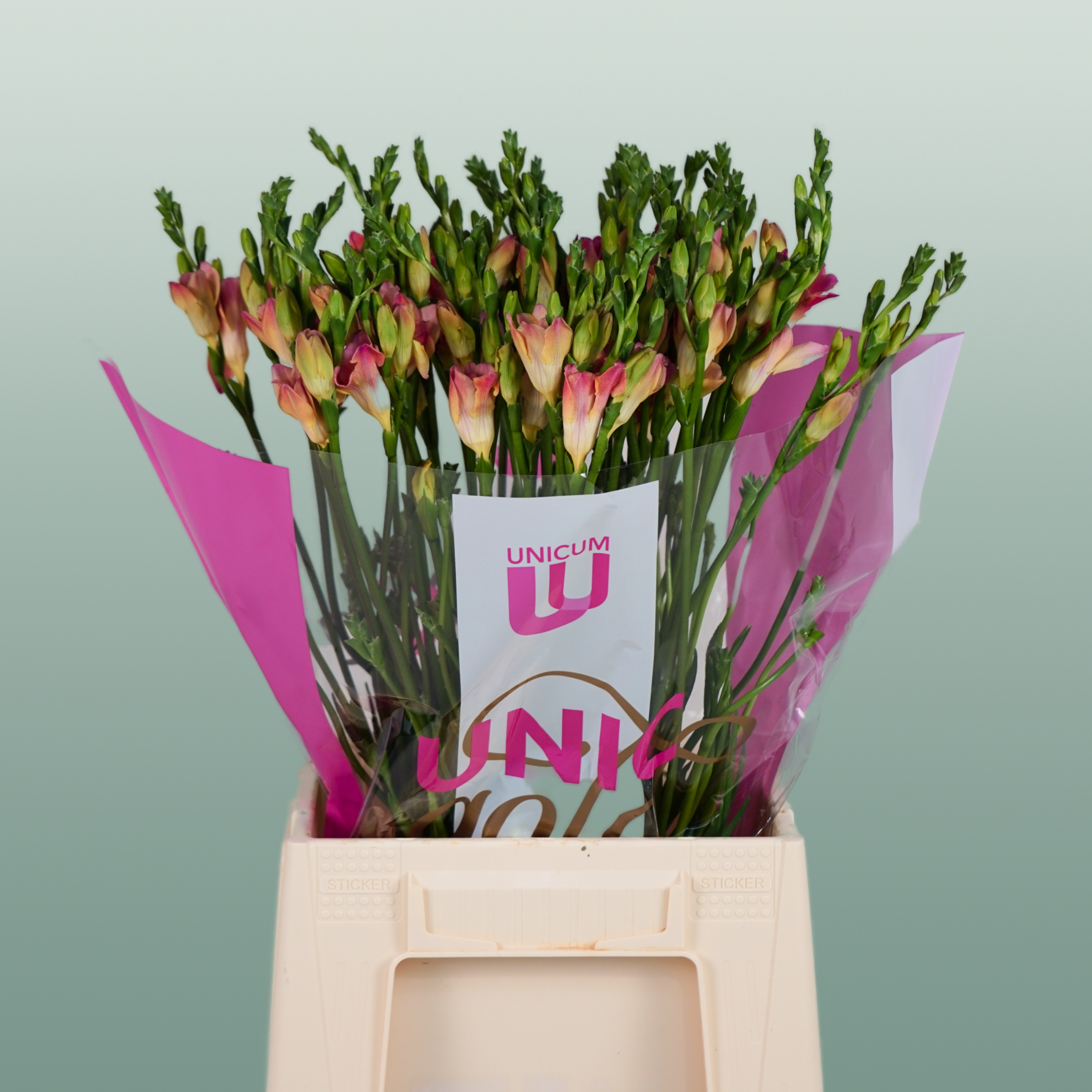 Freesia Temptation