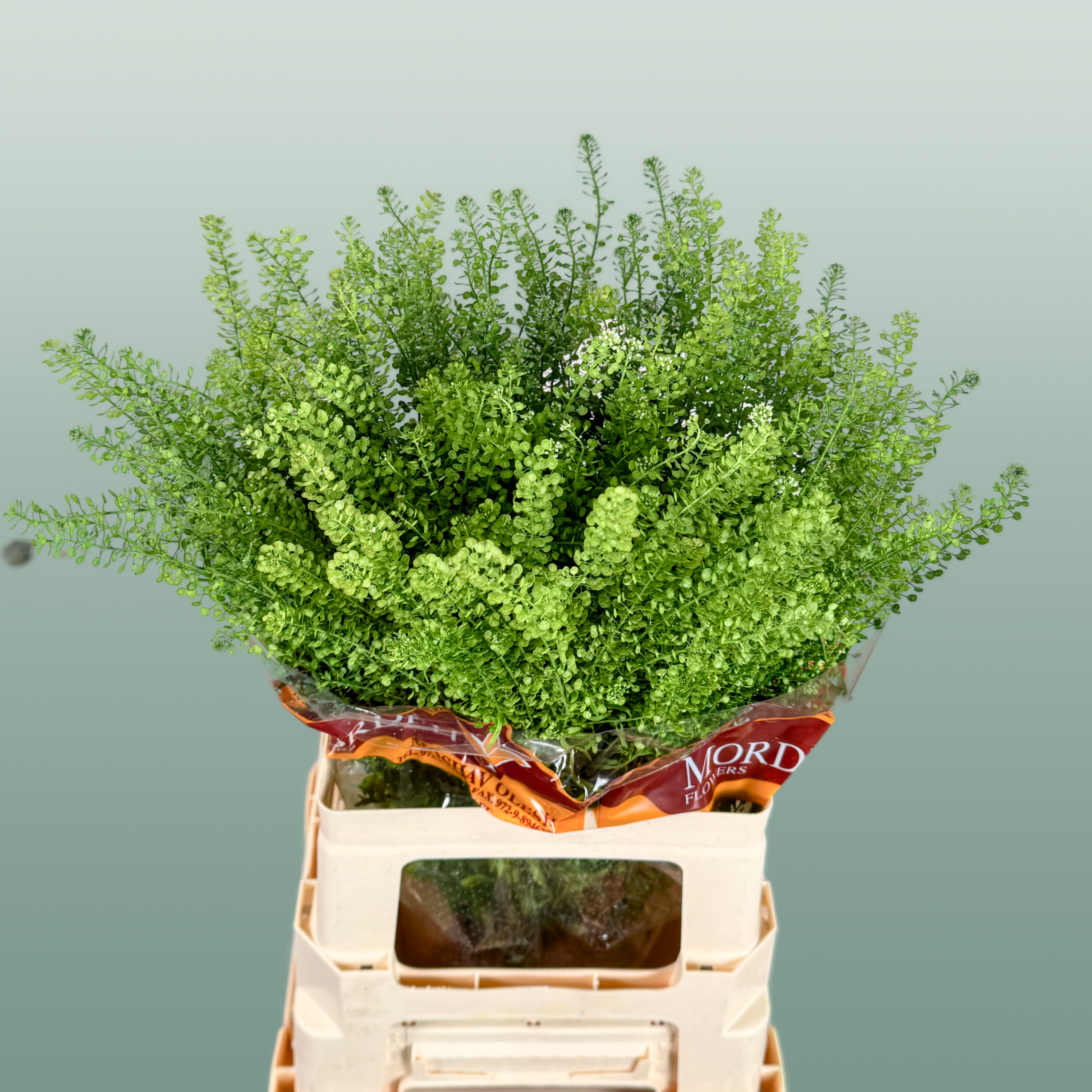 Lepidium Green Bell (25 Stems)