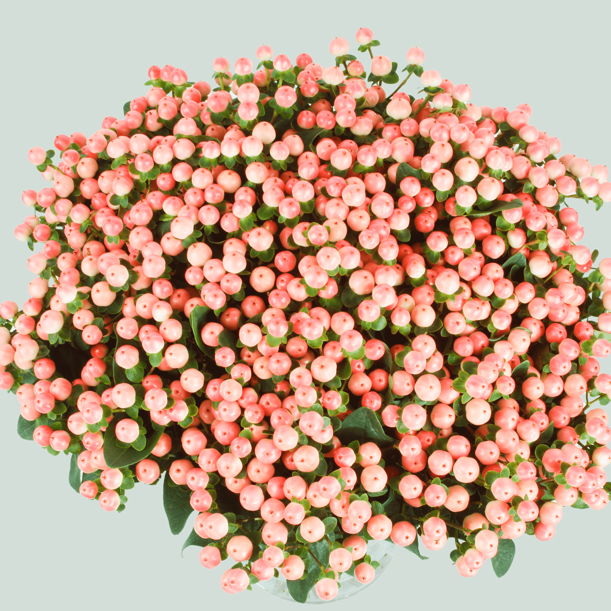 Hypericum Coco Tiamo (30 Stems)
