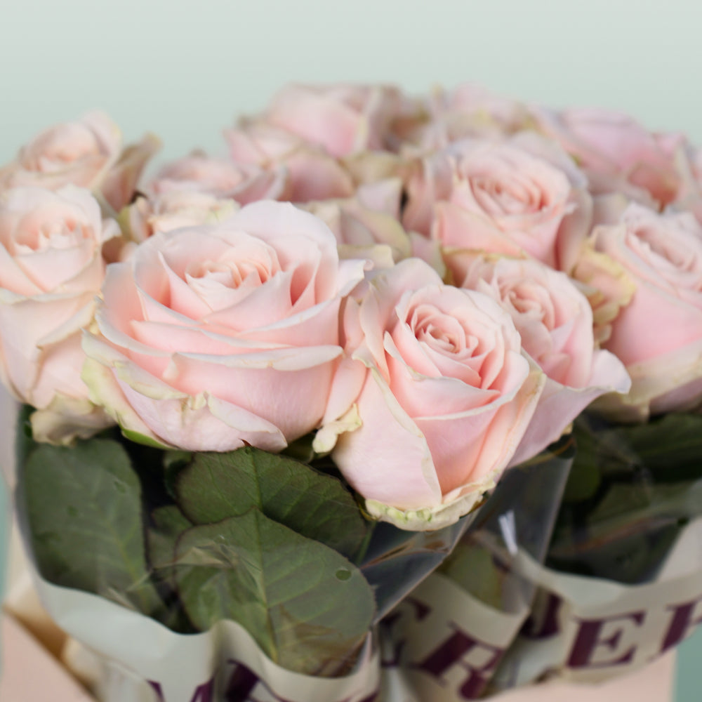 Rose Sweet Avalanch