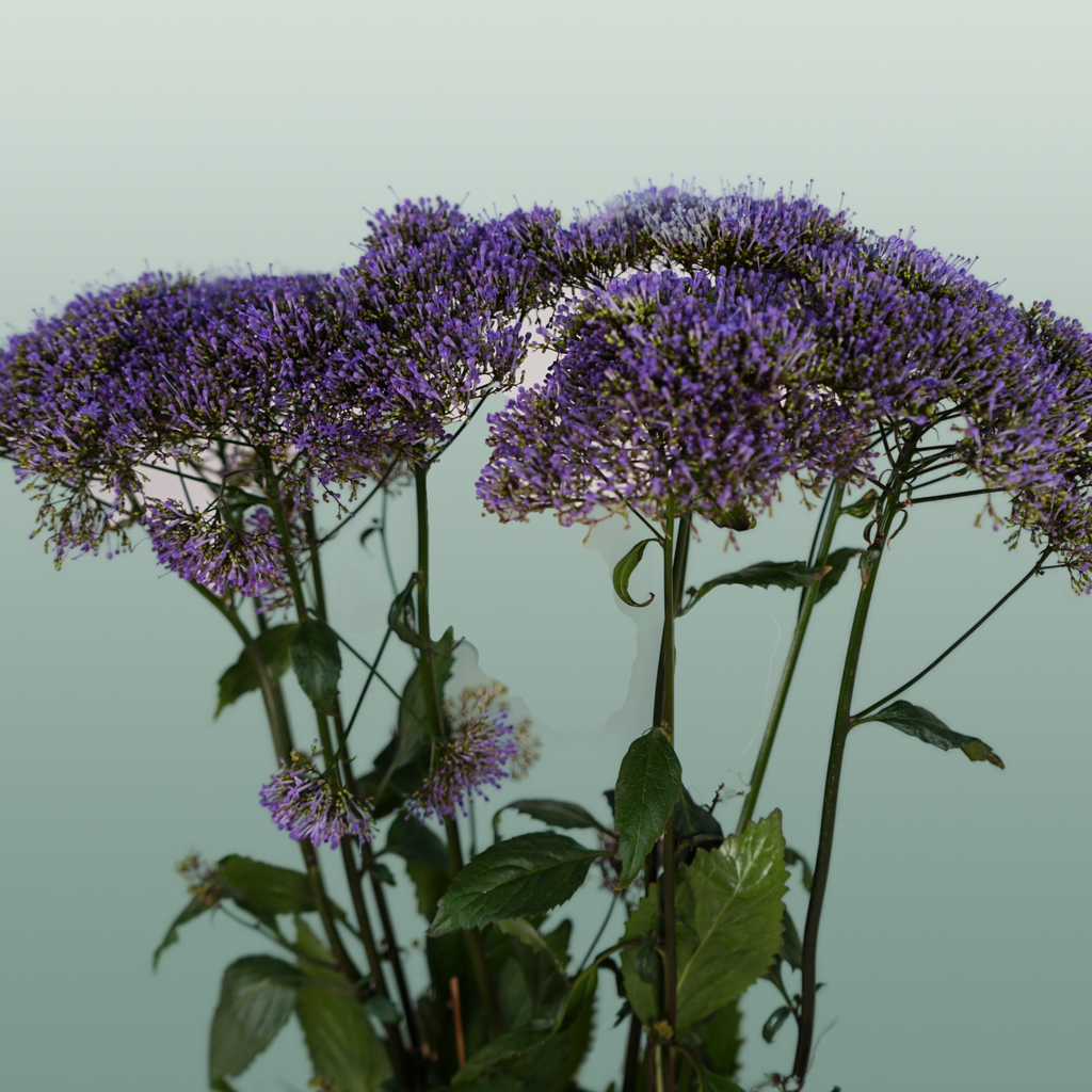 Trach Corine Blue (Trachelium)