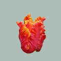 Tulip Parrot Monarch (50 Stems)