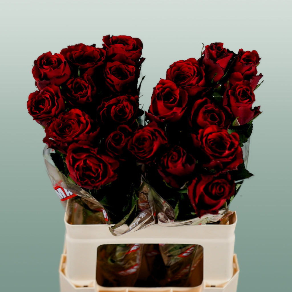 Rose Upper Class