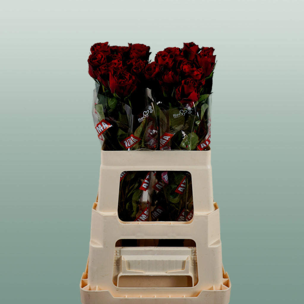 Rose Upper Class