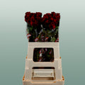 Rose Upper Class