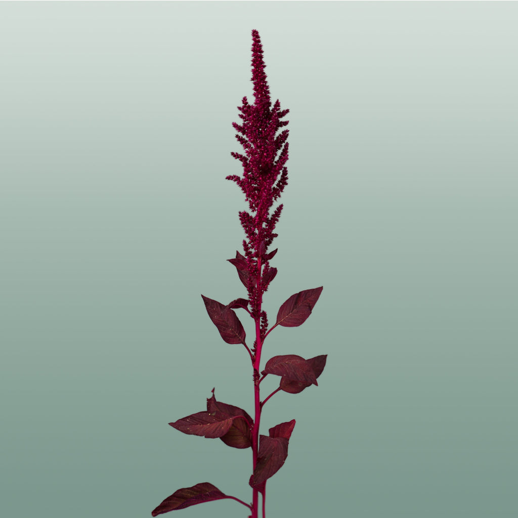 Amaranthus Velvet (10 Stems)