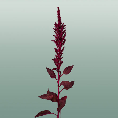Amaranthus Velvet (10 Stems)