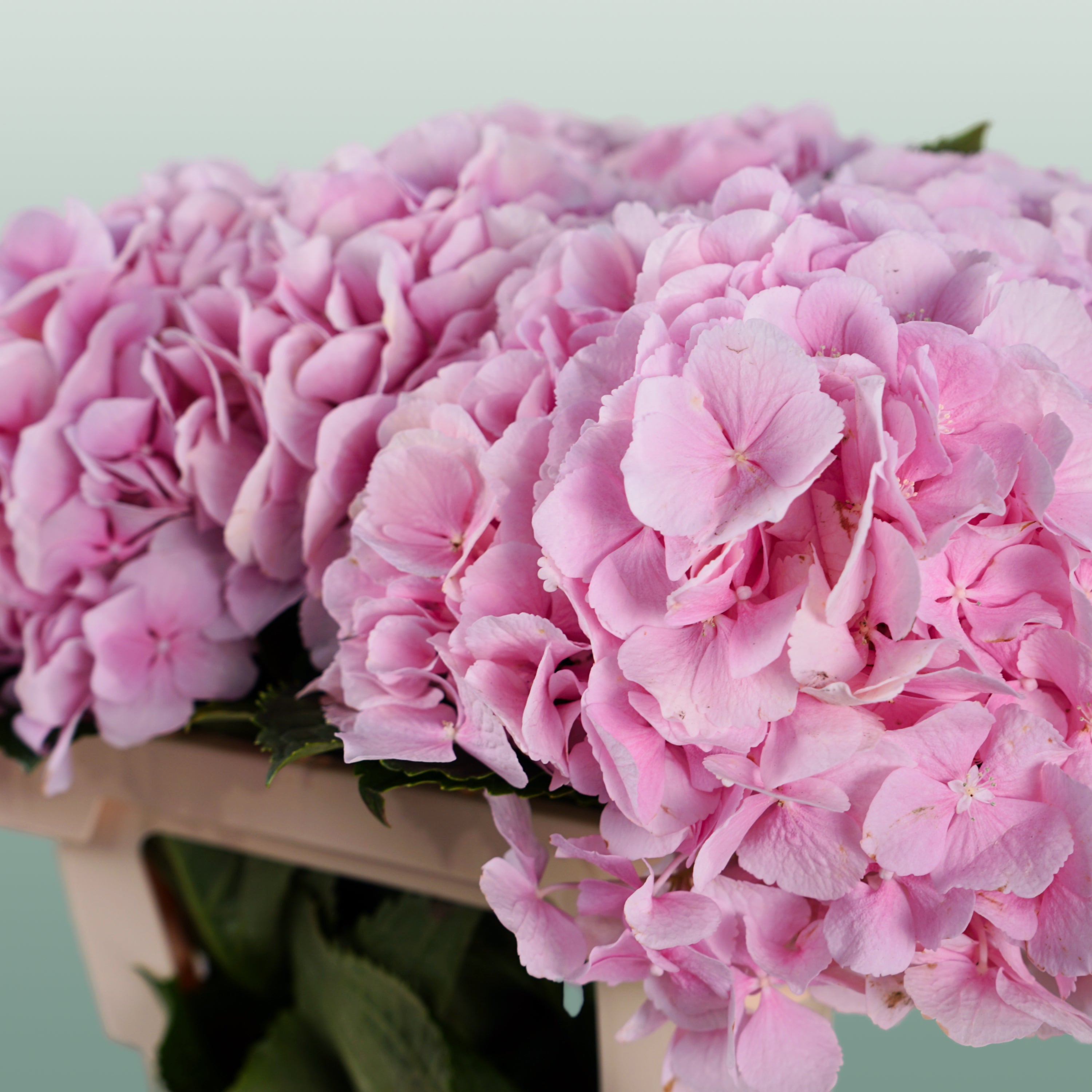 Hydrangea Verena Light Pink (10 Stems)