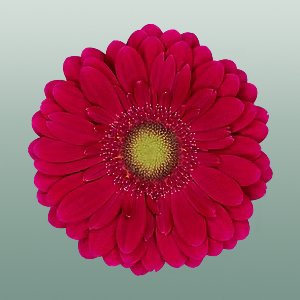 Germini Vivian