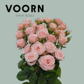 Voorn Spray Rose Aerobic (10 Stems)