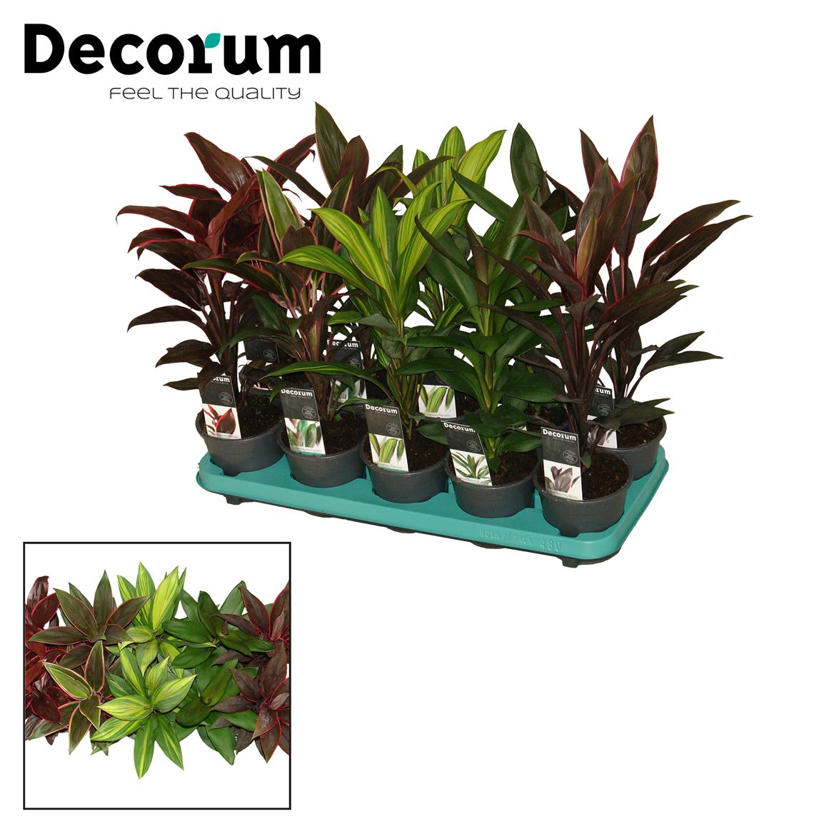 Cordyline Gemengd