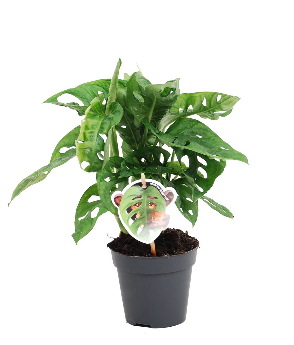 Monstera Ob Monkey Leaf