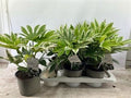 Fatsia Japonica Variegata