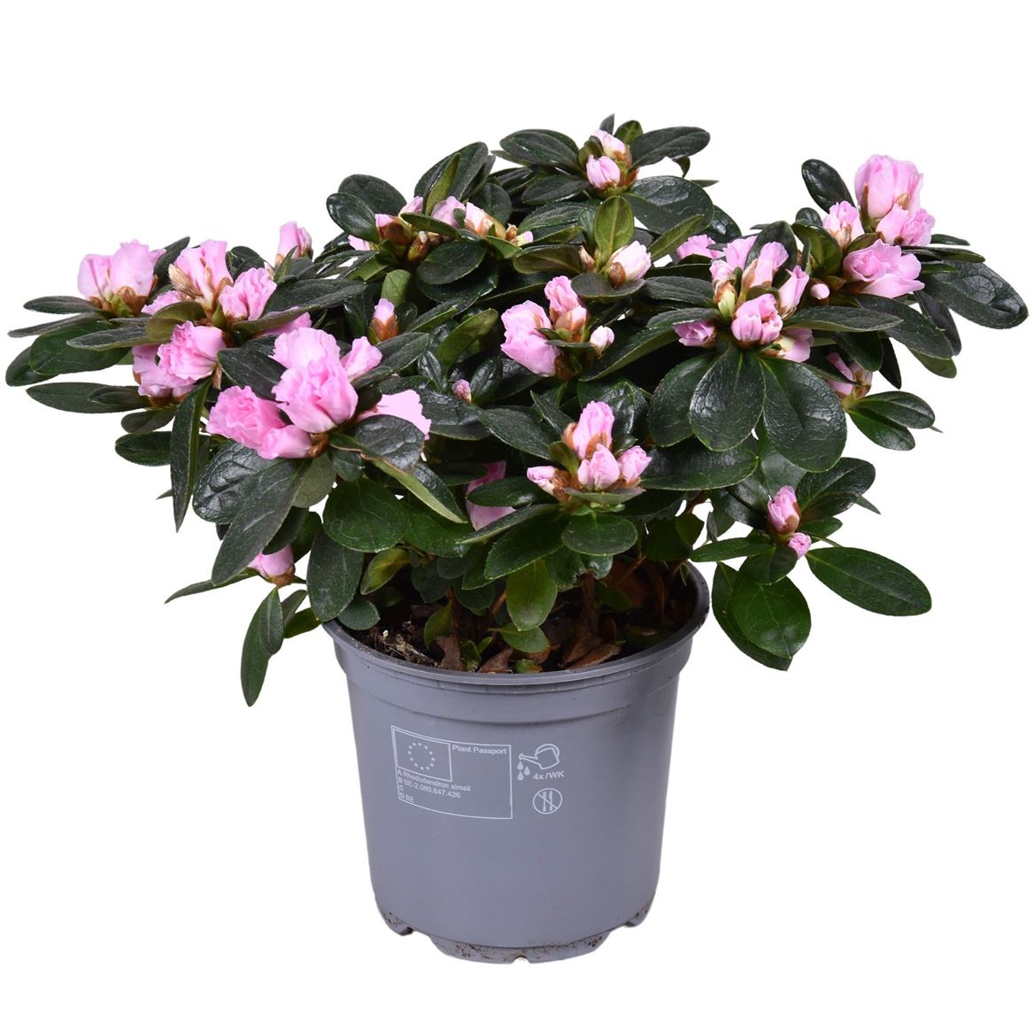 Rhodo Si Rose Vogel